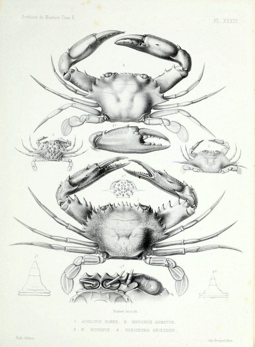 Archives du MusÃ©um d'Histoire Naturelle, Paris.  |  | Vintage Print Reproduction 458055
