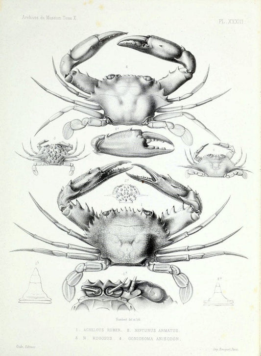 Archives du MusÃ©um d'Histoire Naturelle, Paris.  |  | Vintage Print Reproduction 458055