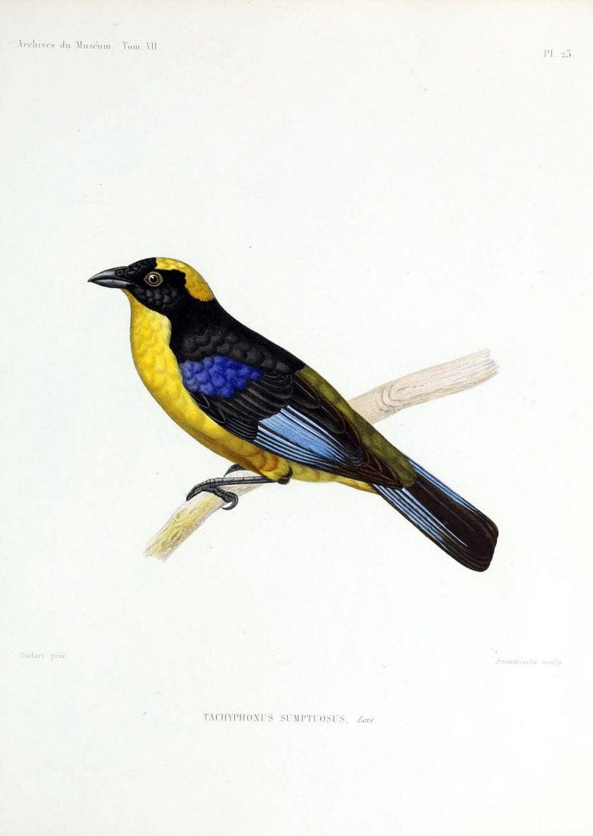Archives du MusÃ©um d'Histoire Naturelle, Paris.  |  | Vintage Print Reproduction 458056