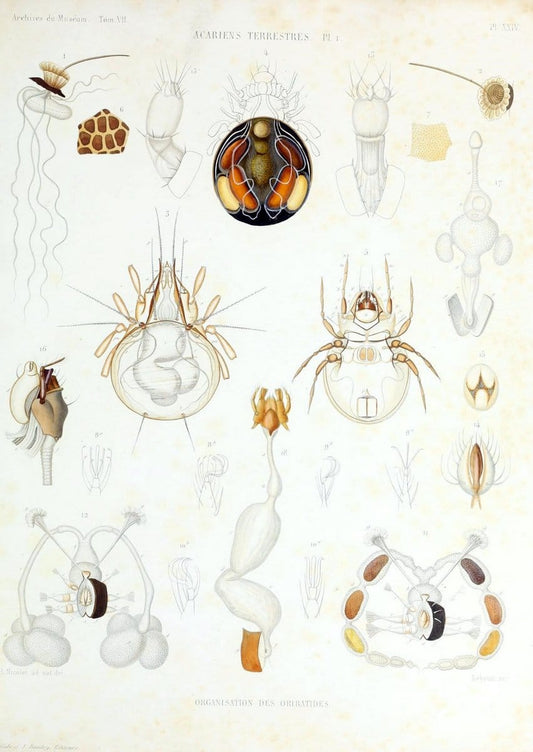 Archives du MusÃ©um d'Histoire Naturelle, Paris.  |  | Vintage Print Reproduction 458057
