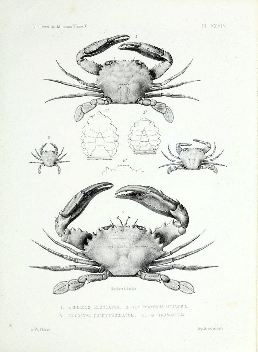 Archives du MusÃ©um d'Histoire Naturelle, Paris.  |  | Vintage Print Reproduction 458058