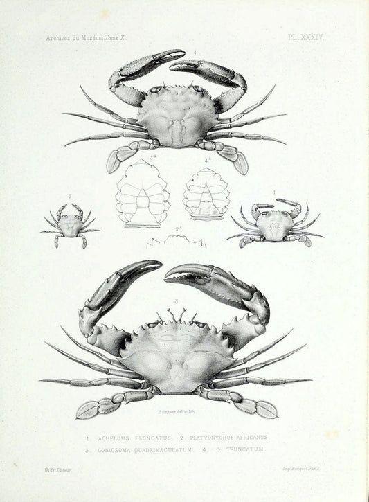 Archives du MusÃ©um d'Histoire Naturelle, Paris.  |  | Vintage Print Reproduction 458058