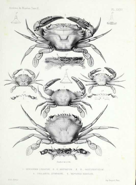 Archives du MusÃ©um d'Histoire Naturelle, Paris.  |  | Vintage Print Reproduction 458059