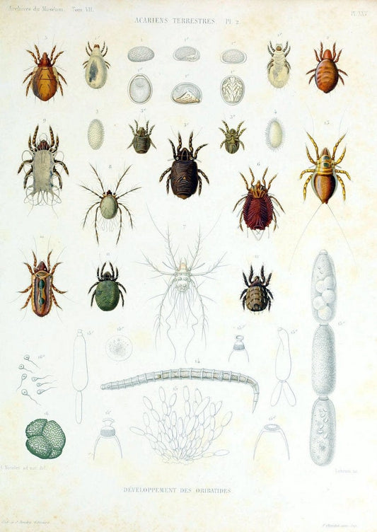 Archives du MusÃ©um d'Histoire Naturelle, Paris.  |  | Vintage Print Reproduction 458060
