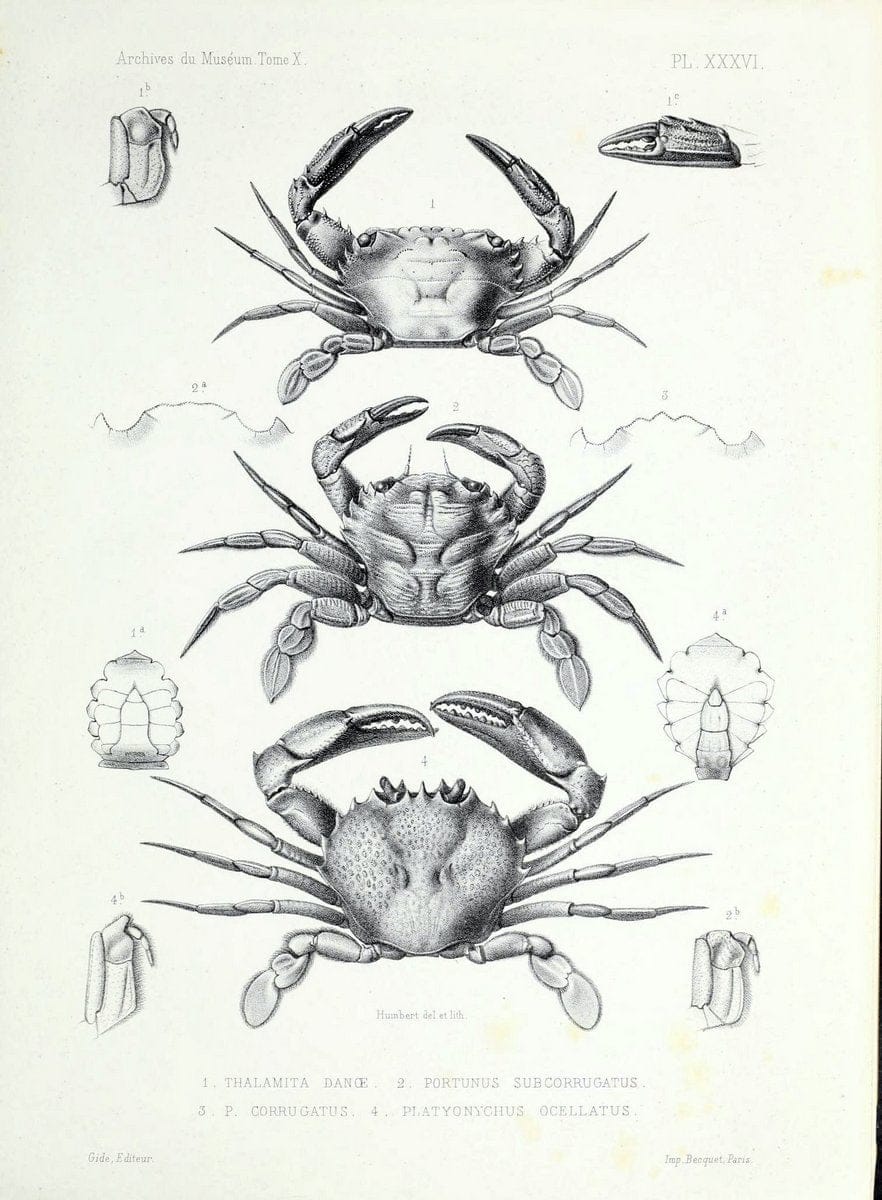 Archives du MusÃ©um d'Histoire Naturelle, Paris.  |  | Vintage Print Reproduction 458062