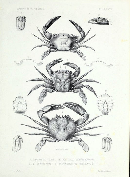 Archives du MusÃ©um d'Histoire Naturelle, Paris.  |  | Vintage Print Reproduction 458062