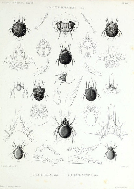 Archives du MusÃ©um d'Histoire Naturelle, Paris.  |  | Vintage Print Reproduction 458063