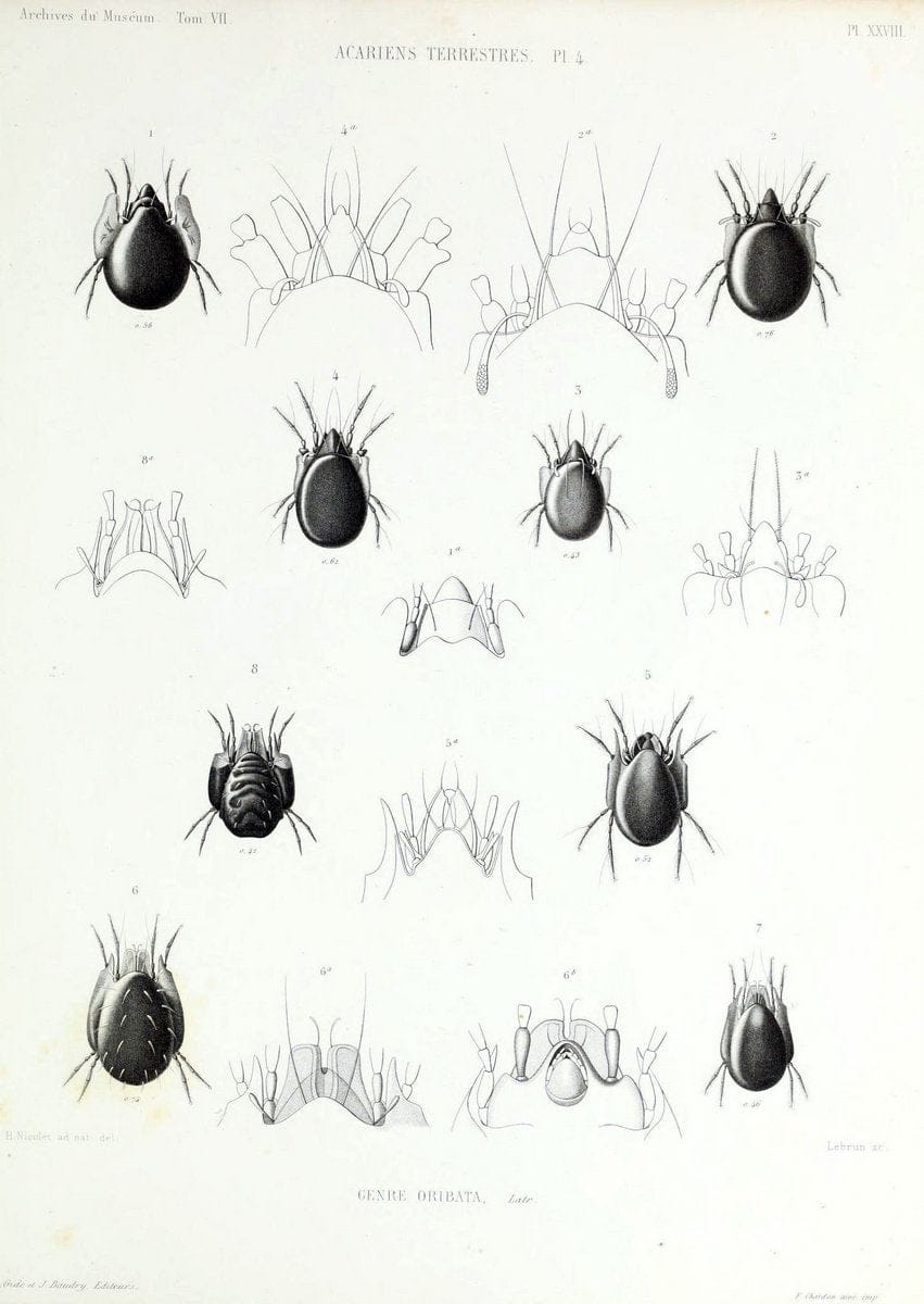 Archives du MusÃ©um d'Histoire Naturelle, Paris.  |  | Vintage Print Reproduction 458064