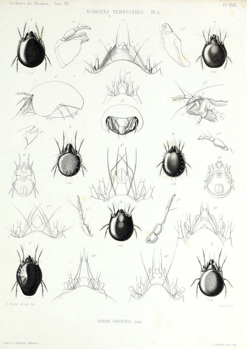 Archives du MusÃ©um d'Histoire Naturelle, Paris.  |  | Vintage Print Reproduction 458065