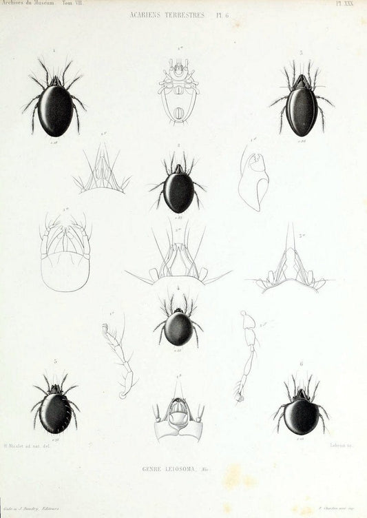 Archives du MusÃ©um d'Histoire Naturelle, Paris.  |  | Vintage Print Reproduction 458066