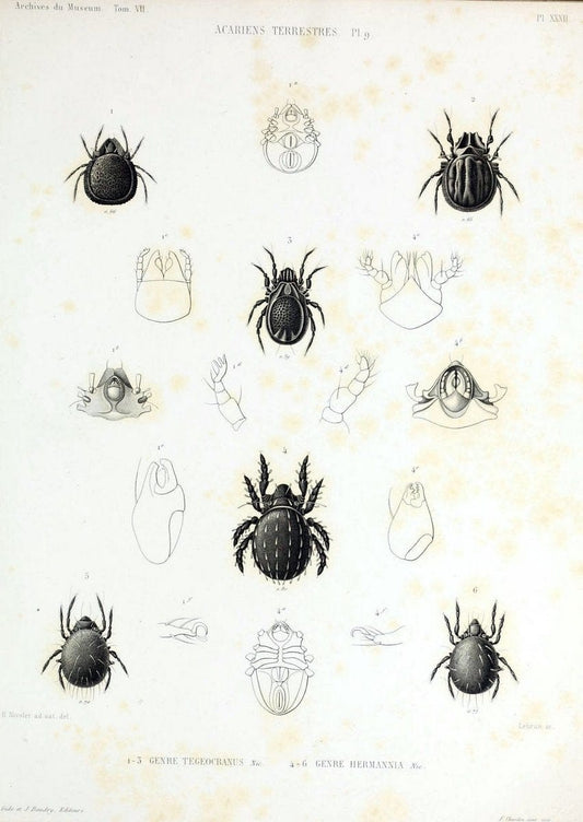 Archives du MusÃ©um d'Histoire Naturelle, Paris.  |  | Vintage Print Reproduction 458068
