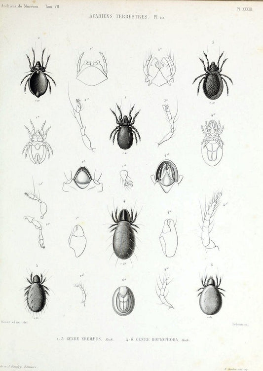 Archives du MusÃ©um d'Histoire Naturelle, Paris.  |  | Vintage Print Reproduction 458069
