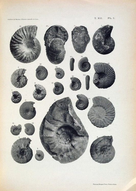 Archives du MusÃ©um d'histoire naturelle de Lyon..Lyon,H. Georg [etc.]. |  | Vintage Print Reproduction 458070