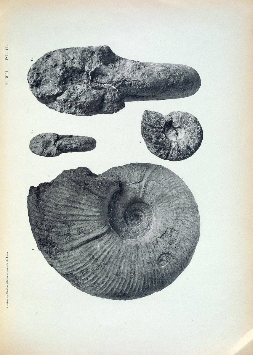 Archives du MusÃ©um d'histoire naturelle de Lyon..Lyon,H. Georg [etc.]. |  | Vintage Print Reproduction 458071