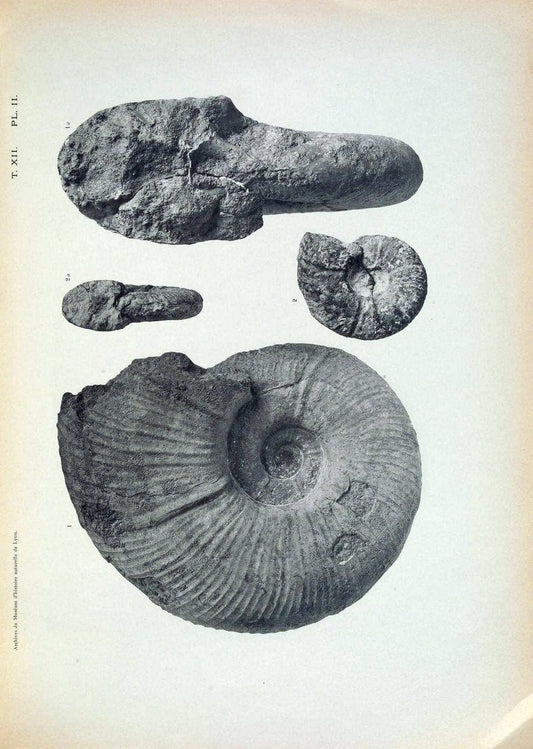 Archives du MusÃ©um d'histoire naturelle de Lyon..Lyon,H. Georg [etc.]. |  | Vintage Print Reproduction 458071
