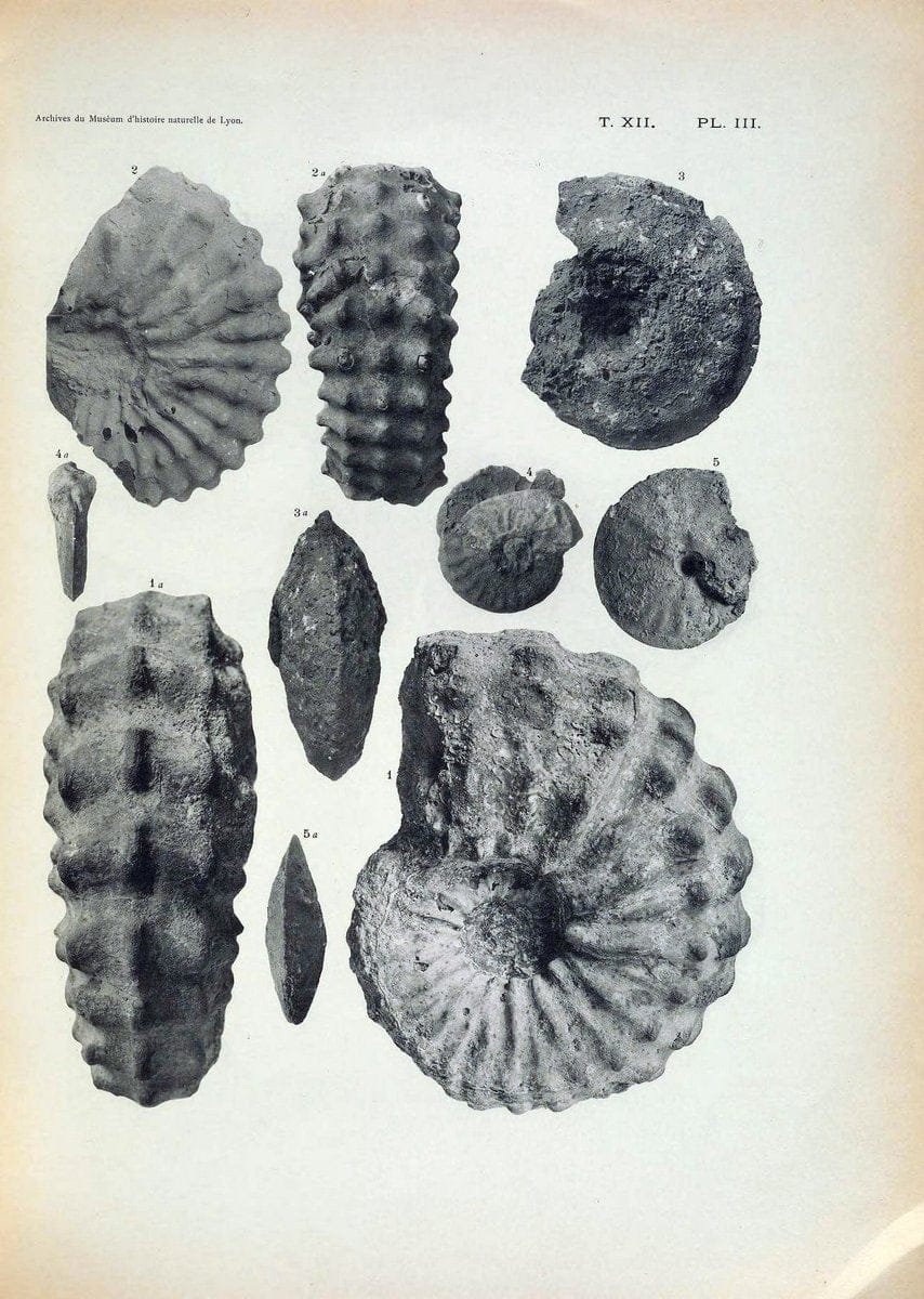 Archives du MusÃ©um d'histoire naturelle de Lyon..Lyon,H. Georg [etc.]. |  | Vintage Print Reproduction 458072