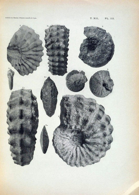 Archives du MusÃ©um d'histoire naturelle de Lyon..Lyon,H. Georg [etc.]. |  | Vintage Print Reproduction 458072