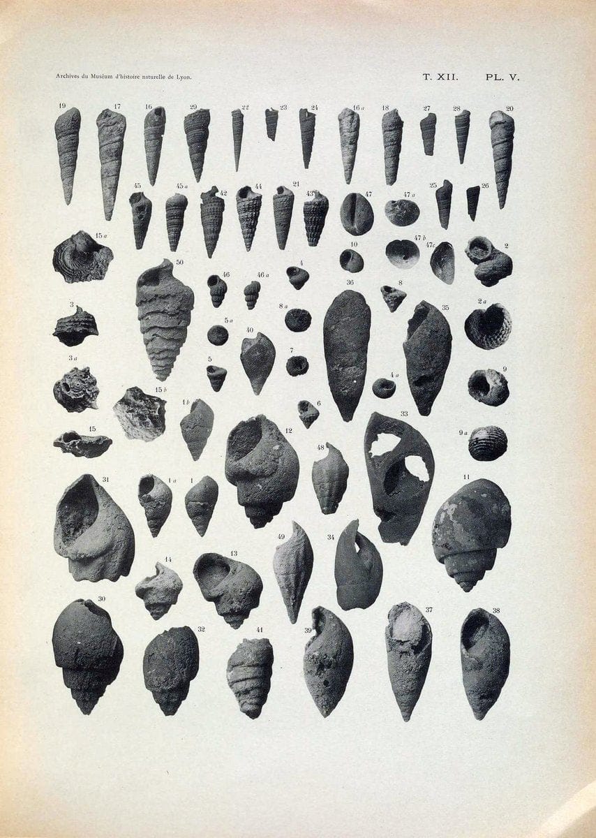 Archives du MusÃ©um d'histoire naturelle de Lyon..Lyon,H. Georg [etc.]. |  | Vintage Print Reproduction 458074