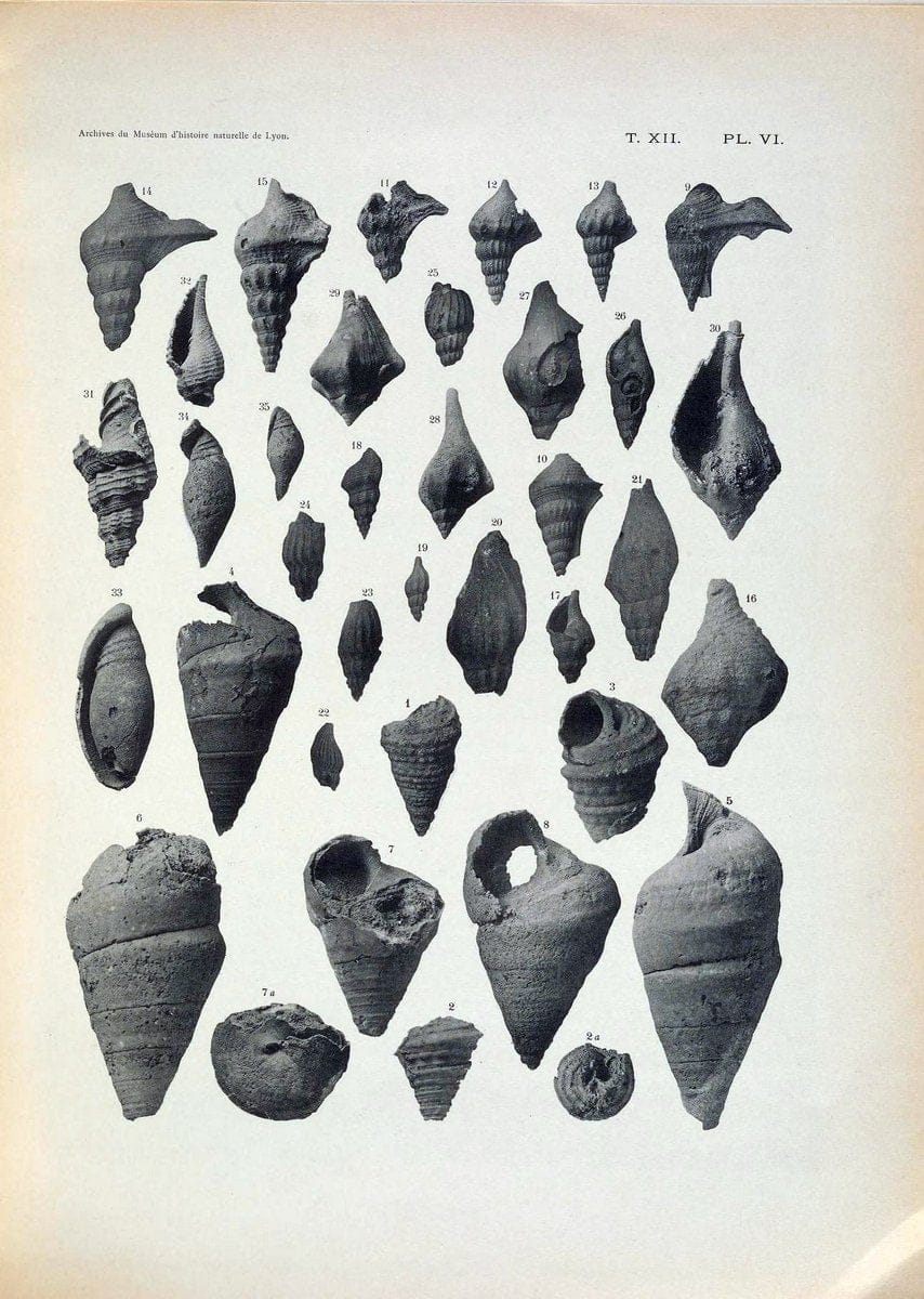 Archives du MusÃ©um d'histoire naturelle de Lyon..Lyon,H. Georg [etc.]. |  | Vintage Print Reproduction 458075