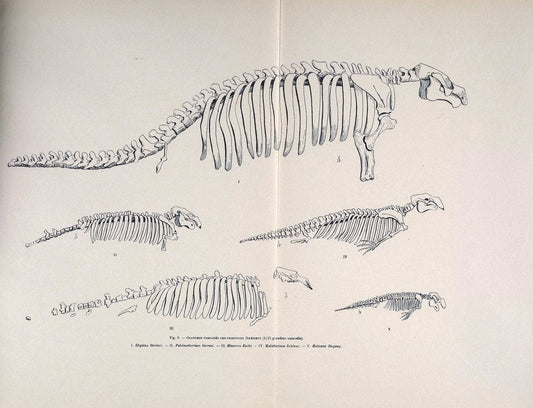 Archives du MusÃ©um d'histoire naturelle de Lyon..Lyon,H. Georg [etc.]. |  | Vintage Print Reproduction 458082