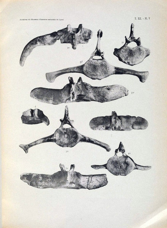 Archives du MusÃ©um d'histoire naturelle de Lyon..Lyon,H. Georg [etc.]. |  | Vintage Print Reproduction 458086