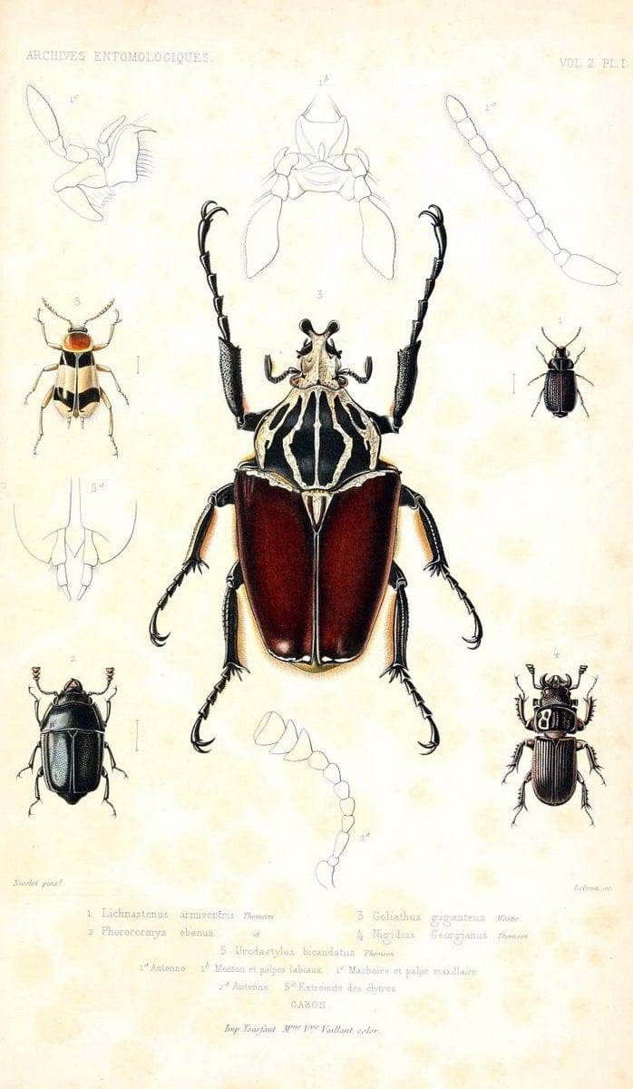 BeschÃ¤ftigungen der Berlinischen Gesellschaft Naturforschender Freunde. Berlin :Bey Joachim Pauli,. | Vintage Print Reproduction 458089