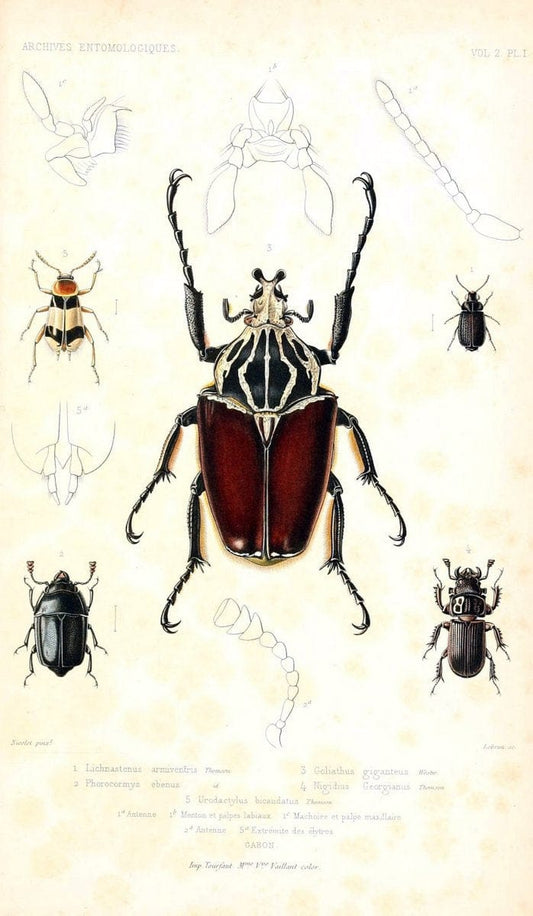 BeschÃ¤ftigungen der Berlinischen Gesellschaft Naturforschender Freunde. Berlin :Bey Joachim Pauli,. | Vintage Print Reproduction 458089