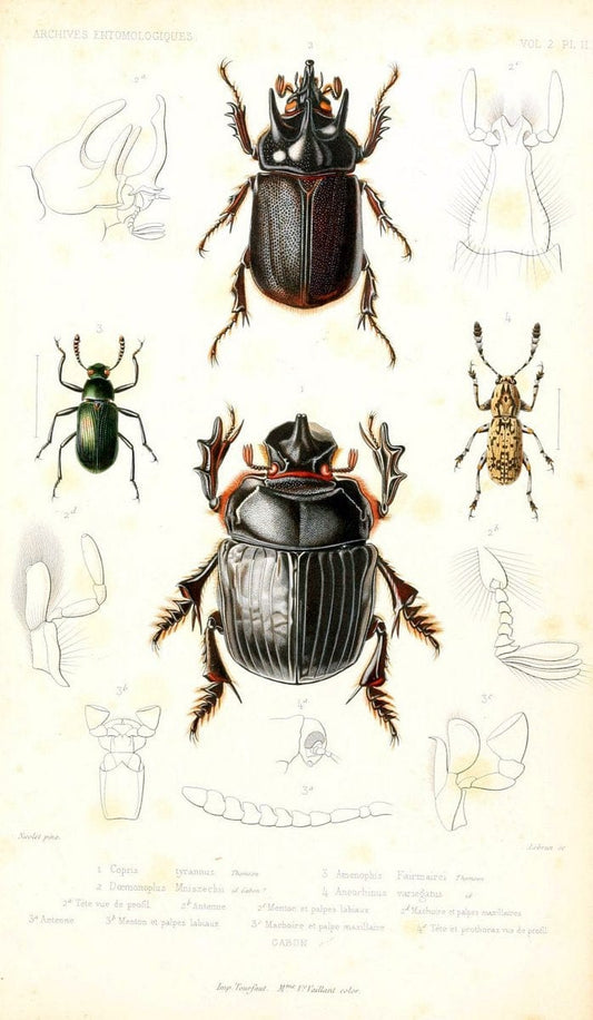 Archives entomologiques, ou, Recueil contenant des illustrations d'insectes nouveaux ou rares /.Paris:Au Bureau du TrÃ©sorier de la SociÃ©tÃ© entomologique de France,1857-1858.. | Vintage Print Reproduction 458090