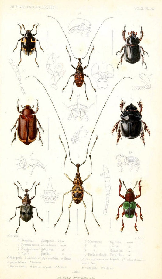 Archives entomologiques, ou, Recueil contenant des illustrations d'insectes nouveaux ou rares /.Paris:Au Bureau du TrÃ©sorier de la SociÃ©tÃ© entomologique de France,1857-1858.. | Vintage Print Reproduction 458091