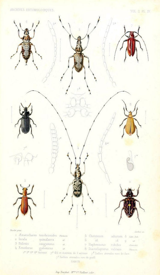Archives entomologiques, ou, Recueil contenant des illustrations d'insectes nouveaux ou rares /.Paris:Au Bureau du TrÃ©sorier de la SociÃ©tÃ© entomologique de France,1857-1858.. | Vintage Print Reproduction 458092