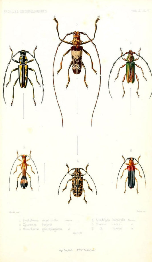 Archives entomologiques, ou, Recueil contenant des illustrations d'insectes nouveaux ou rares /.Paris:Au Bureau du TrÃ©sorier de la SociÃ©tÃ© entomologique de France,1857-1858.. | Vintage Print Reproduction 458093