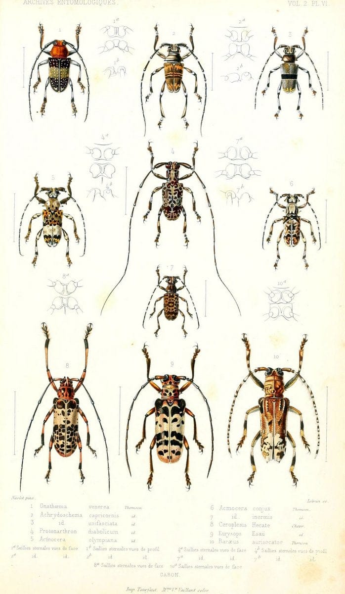 Archives entomologiques, ou, Recueil contenant des illustrations d'insectes nouveaux ou rares /.Paris:Au Bureau du TrÃ©sorier de la SociÃ©tÃ© entomologique de France,1857-1858.. | Vintage Print Reproduction 458094