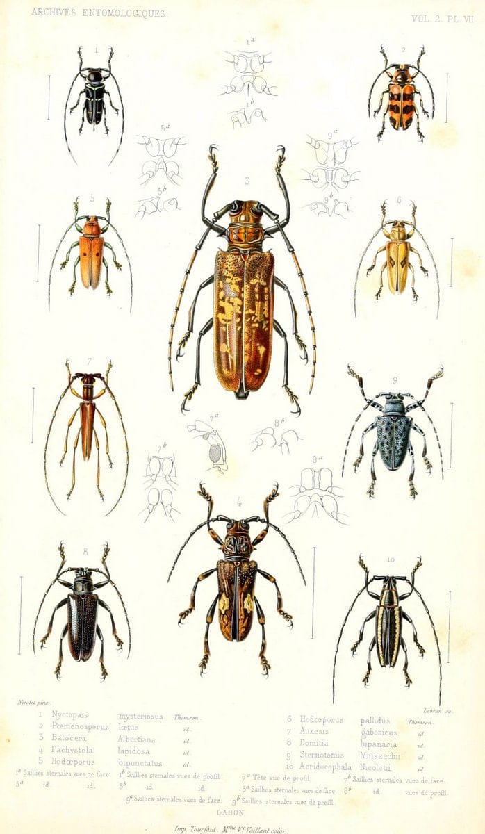 Archives entomologiques, ou, Recueil contenant des illustrations d'insectes nouveaux ou rares /.Paris:Au Bureau du TrÃ©sorier de la SociÃ©tÃ© entomologique de France,1857-1858.. | Reproduction 458095