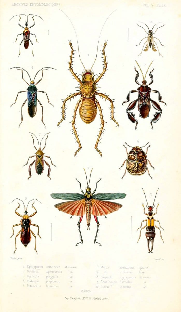 Archives entomologiques, ou, Recueil contenant des illustrations d'insectes nouveaux ou rares /.Paris:Au Bureau du TrÃ©sorier de la SociÃ©tÃ© entomologique de France,1857-1858.. | Reproduction 458097