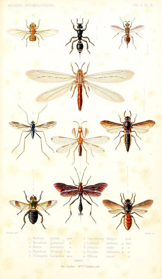Archives entomologiques, ou, Recueil contenant des illustrations d'insectes nouveaux ou rares /.Paris:Au Bureau du TrÃ©sorier de la SociÃ©tÃ© entomologique de France,1857-1858.. | Reproduction 458098