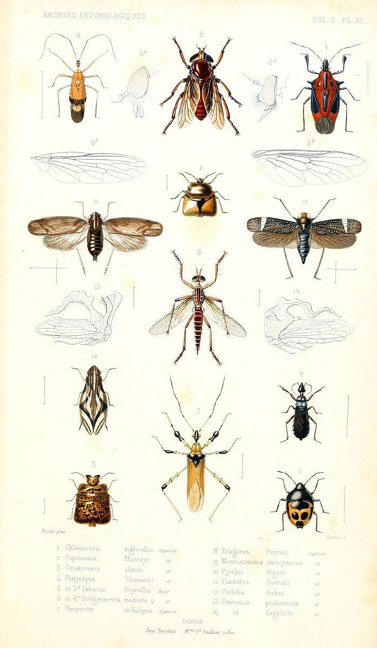 Archives entomologiques, ou, Recueil contenant des illustrations d'insectes nouveaux ou rares /.Paris:Au Bureau du TrÃ©sorier de la SociÃ©tÃ© entomologique de France,1857-1858.. | Reproduction 458099