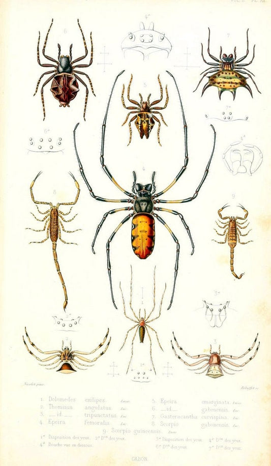 Archives entomologiques, ou, Recueil contenant des illustrations d'insectes nouveaux ou rares /.Paris:Au Bureau du TrÃ©sorier de la SociÃ©tÃ© entomologique de France,1857-1858.. | Reproduction 458100