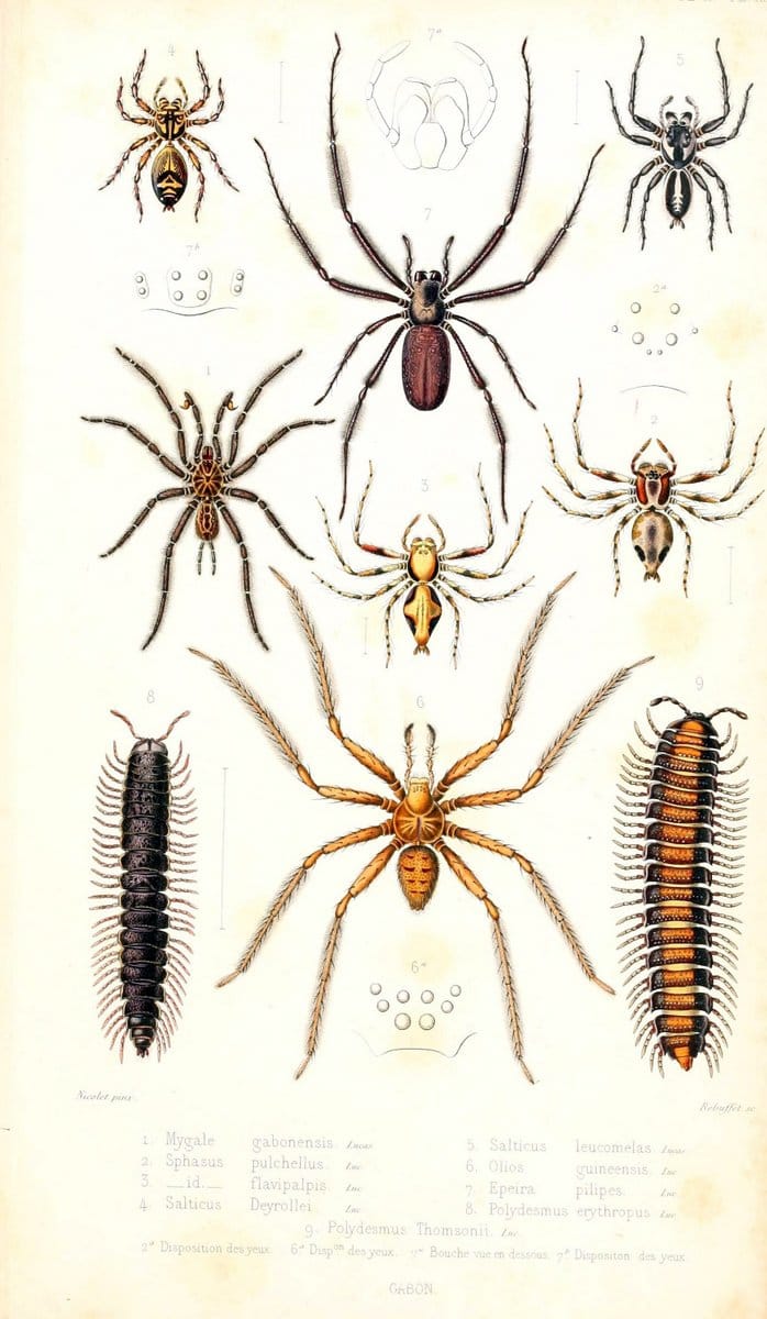 Archives entomologiques, ou, Recueil contenant des illustrations d'insectes nouveaux ou rares /.Paris:Au Bureau du TrÃ©sorier de la SociÃ©tÃ© entomologique de France,1857-1858.. | Reproduction 458101