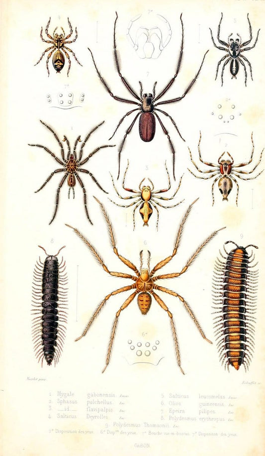 Archives entomologiques, ou, Recueil contenant des illustrations d'insectes nouveaux ou rares /.Paris:Au Bureau du TrÃ©sorier de la SociÃ©tÃ© entomologique de France,1857-1858.. | Reproduction 458101