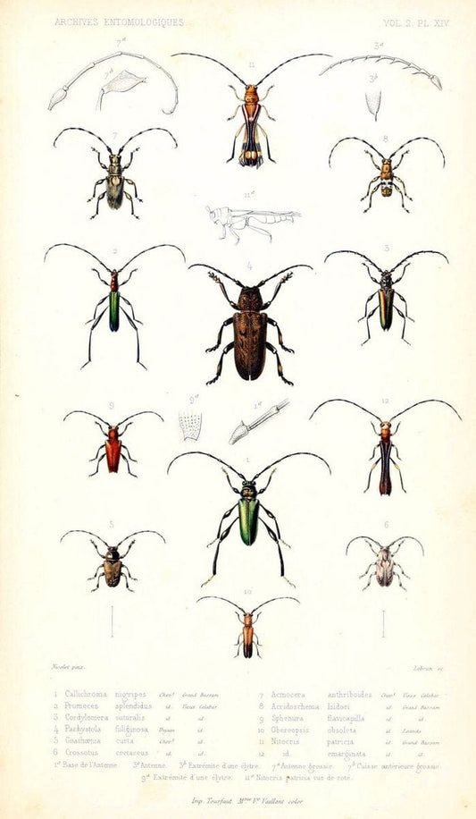 Archives entomologiques, ou, Recueil contenant des illustrations d'insectes nouveaux ou rares /.Paris:Au Bureau du TrÃ©sorier de la SociÃ©tÃ© entomologique de France,1857-1858.. | Reproduction 458102