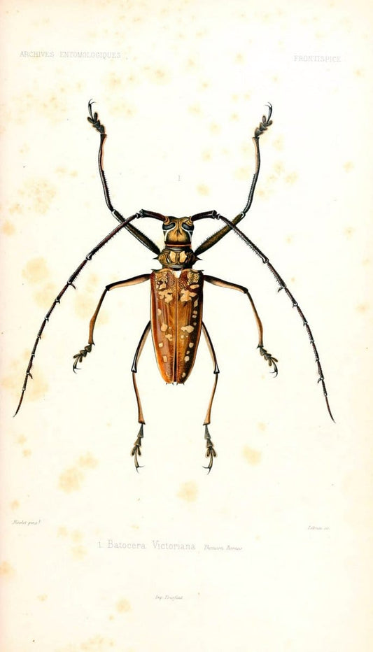Archives entomologiques, ou, Recueil contenant des illustrations d'insectes nouveaux ou rares /.Paris:Au Bureau du TrÃ©sorier de la SociÃ©tÃ© entomologique de France,1857-1858.. | Reproduction 458103