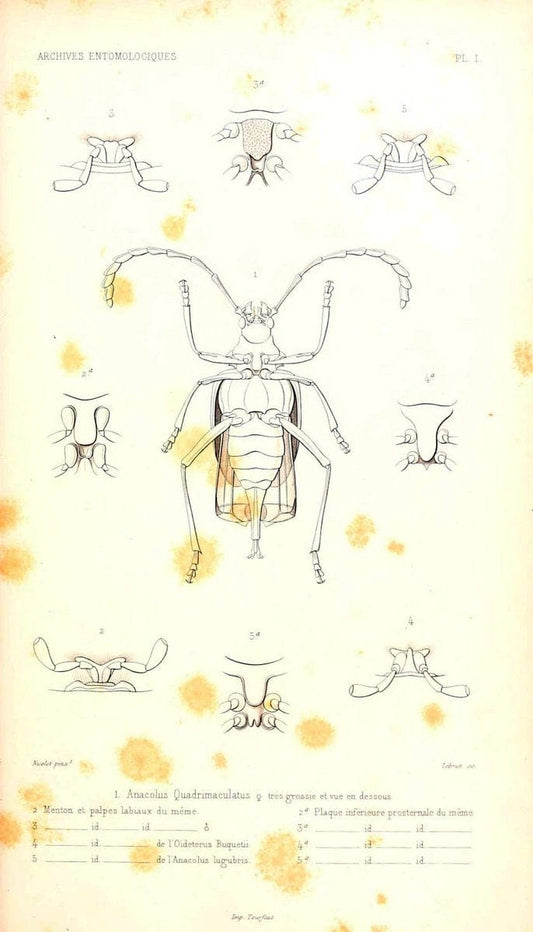 Archives entomologiques, ou, Recueil contenant des illustrations d'insectes nouveaux ou rares /.Paris:Au Bureau du TrÃ©sorier de la SociÃ©tÃ© entomologique de France,1857-1858.. | Reproduction 458104