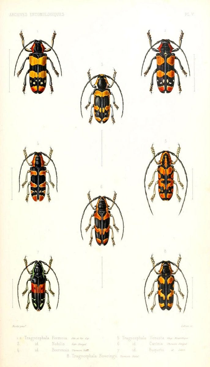 Archives entomologiques, ou, Recueil contenant des illustrations d'insectes nouveaux ou rares /.Paris:Au Bureau du TrÃ©sorier de la SociÃ©tÃ© entomologique de France,1857-1858.. | Reproduction 458108