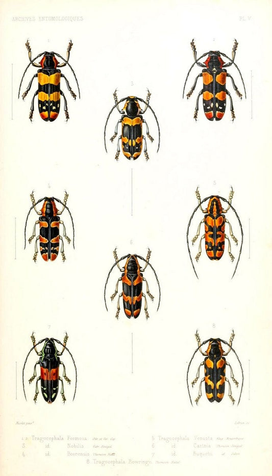 Archives entomologiques, ou, Recueil contenant des illustrations d'insectes nouveaux ou rares /.Paris:Au Bureau du TrÃ©sorier de la SociÃ©tÃ© entomologique de France,1857-1858.. | Reproduction 458108