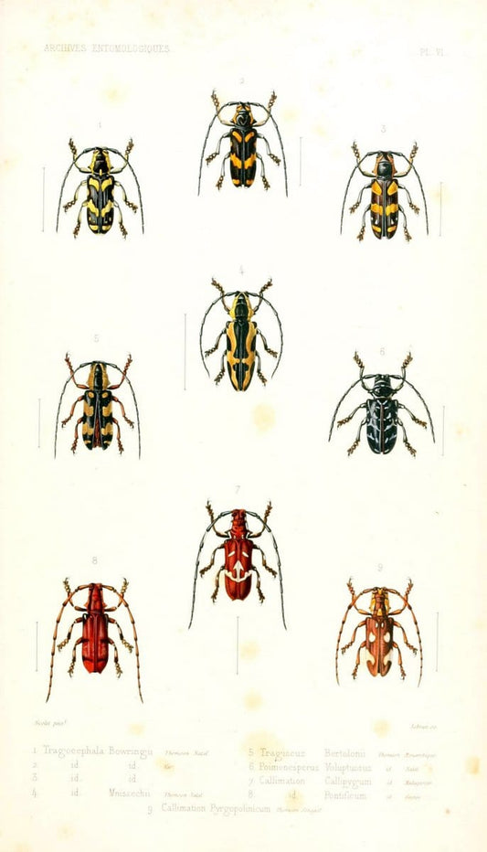 Archives entomologiques, ou, Recueil contenant des illustrations d'insectes nouveaux ou rares /.Paris:Au Bureau du TrÃ©sorier de la SociÃ©tÃ© entomologique de France,1857-1858.. | Reproduction 458109