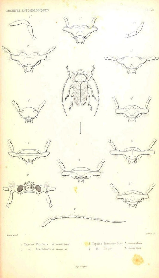 Archives entomologiques, ou, Recueil contenant des illustrations d'insectes nouveaux ou rares /.Paris:Au Bureau du TrÃ©sorier de la SociÃ©tÃ© entomologique de France,1857-1858.. | Reproduction 458110
