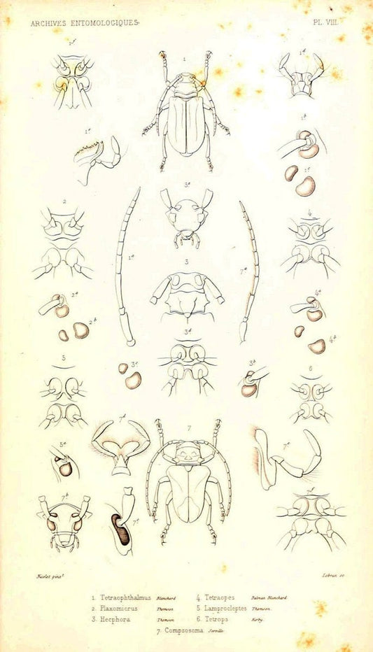 Archives entomologiques, ou, Recueil contenant des illustrations d'insectes nouveaux ou rares /.Paris:Au Bureau du TrÃ©sorier de la SociÃ©tÃ© entomologique de France,1857-1858.. | Reproduction 458111
