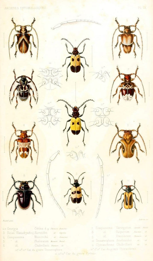 Archives entomologiques, ou, Recueil contenant des illustrations d'insectes nouveaux ou rares /.Paris:Au Bureau du TrÃ©sorier de la SociÃ©tÃ© entomologique de France,1857-1858.. | Reproduction 458112
