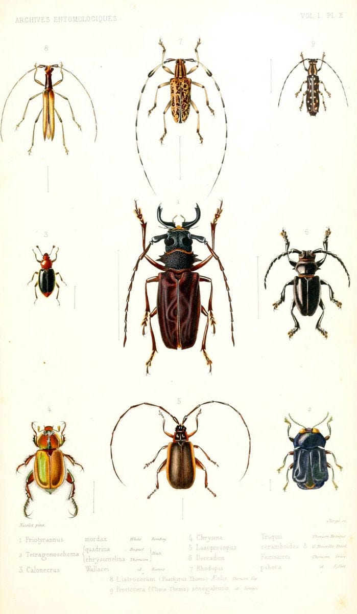 Archives entomologiques, ou, Recueil contenant des illustrations d'insectes nouveaux ou rares /.Paris:Au Bureau du TrÃ©sorier de la SociÃ©tÃ© entomologique de France,1857-1858.. | Reproduction 458113