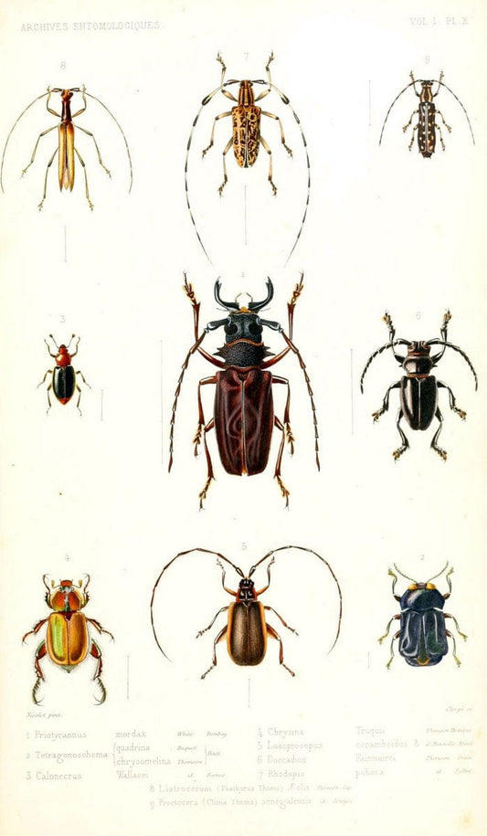 Archives entomologiques, ou, Recueil contenant des illustrations d'insectes nouveaux ou rares /.Paris:Au Bureau du TrÃ©sorier de la SociÃ©tÃ© entomologique de France,1857-1858.. | Reproduction 458113